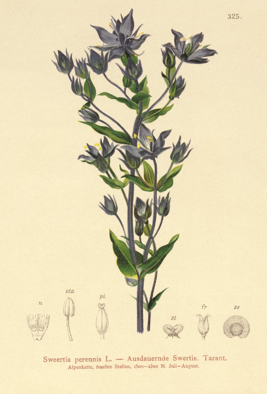 フェルワート（Sweertia多年生植物） 作： ドイツ語学校