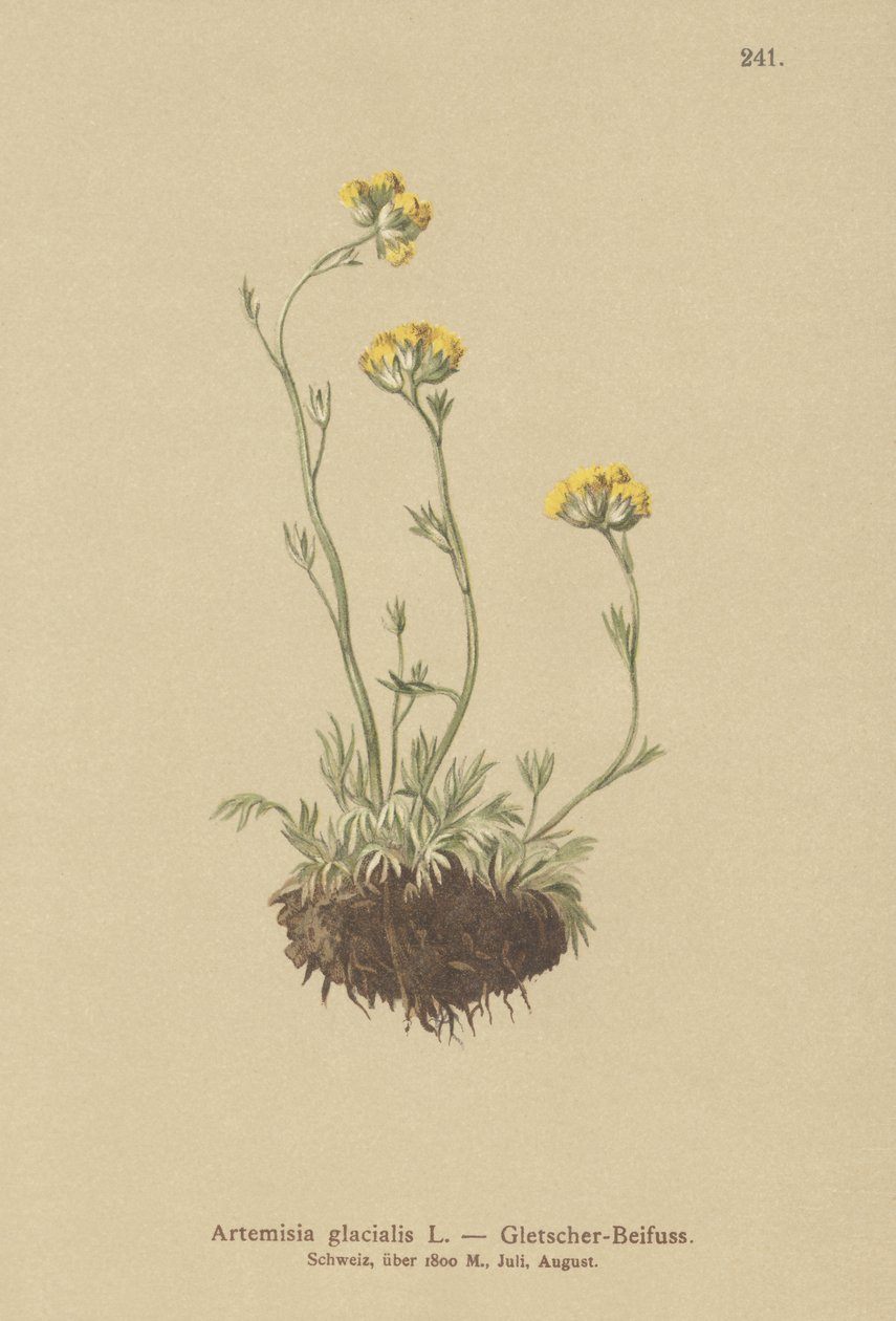 氷河よもぎ（Artemisia glacialis） 作： ドイツ語学校