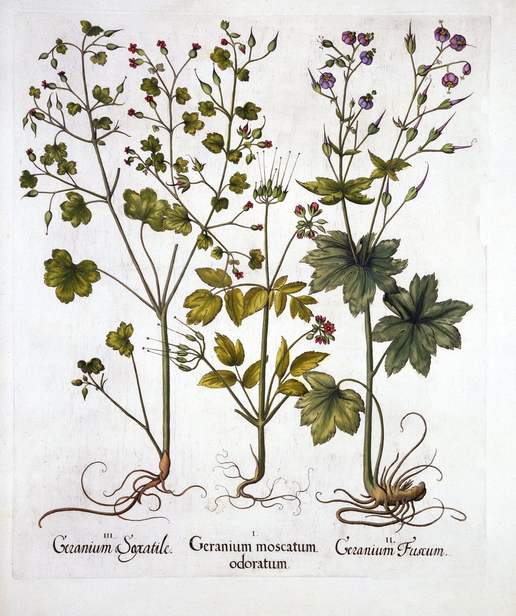 ハーディゼラニウム、Hortus Eystettensis、バジルベスラー（1561-1629）、パブ。 1613（手描きの彫刻） 作： ドイツ語学校