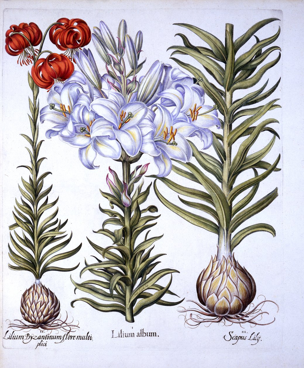マドンナリリーと電球、コンスタンティノープルの赤いマルタゴン、Hortus Eystettensis作、Basil Besler（1561-1629）、パブ。 1613（手描きの彫刻） 作： ドイツ語学校