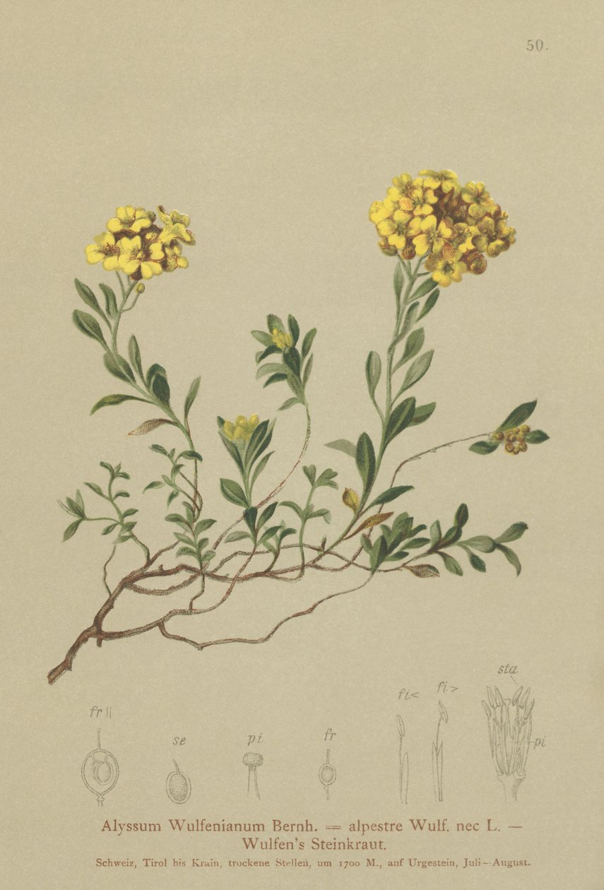 マッドワート（Alyssum Wulfenianum、Alyssum alpestre） 作： ドイツ語学校