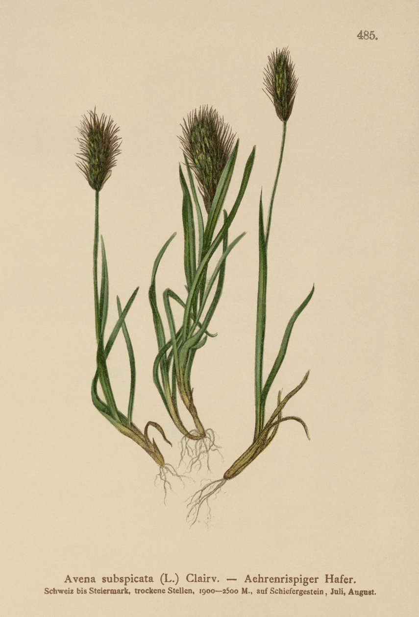エンバクグラス（Avena subspicata） 作： ドイツ語学校