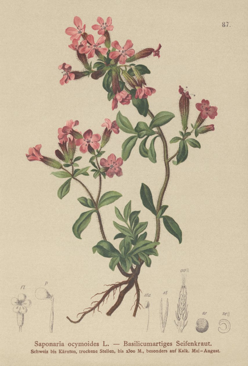 ロックソープワート（Saponaria ocymoides） 作： ドイツ語学校