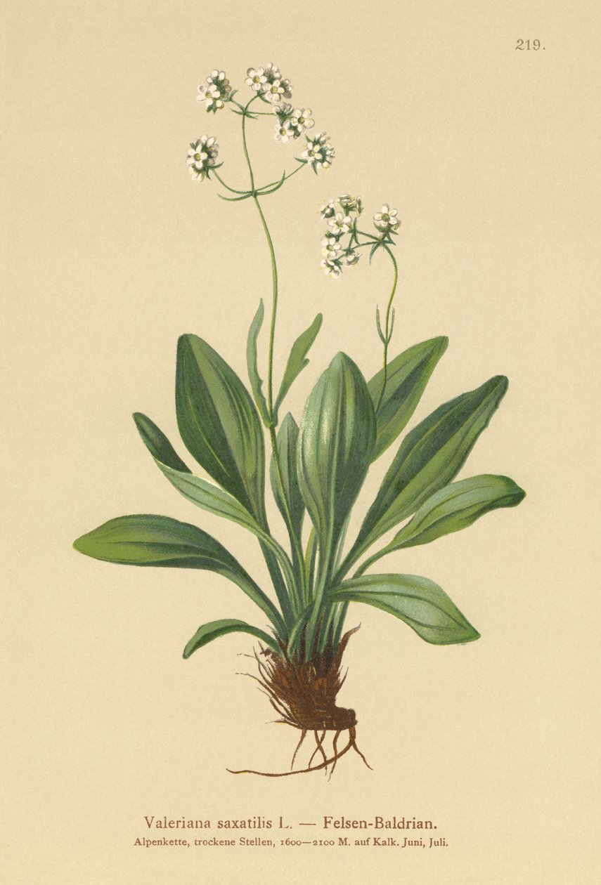 ロックバレリアン（Valeriana saxatilis） 作： ドイツ語学校