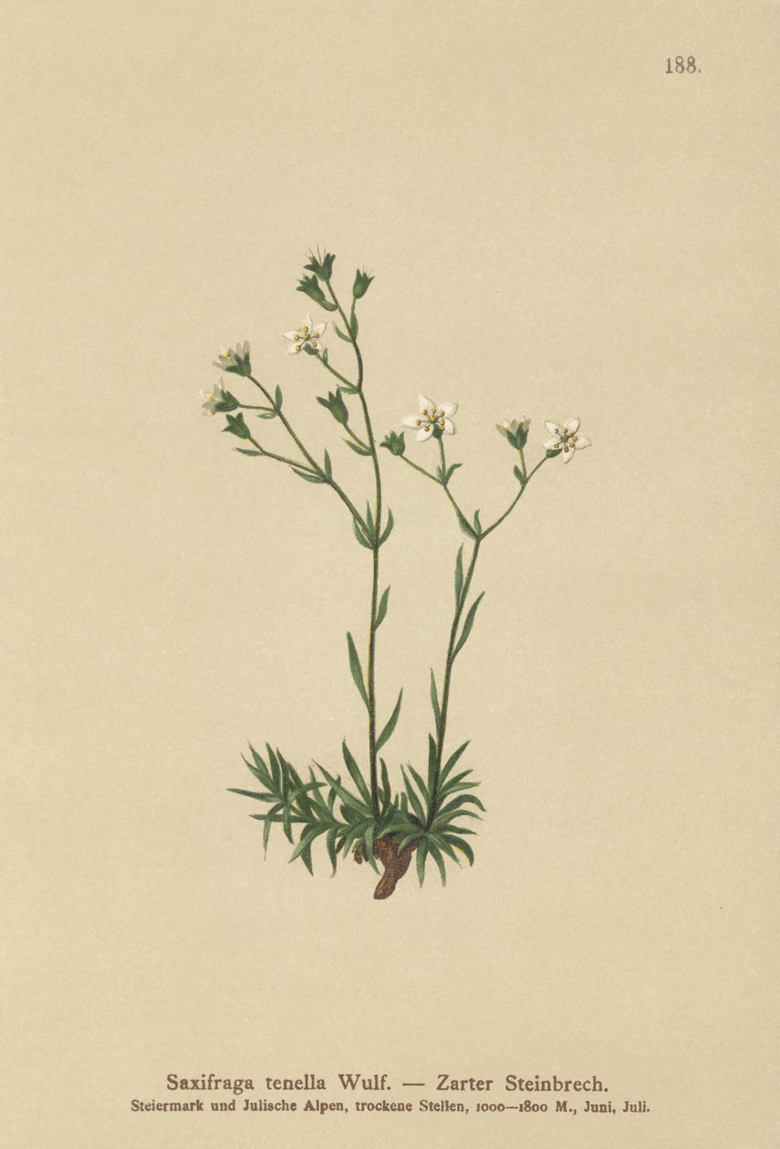 細いサキシフラゲ（Saxifraga tenella） 作： ドイツ語学校