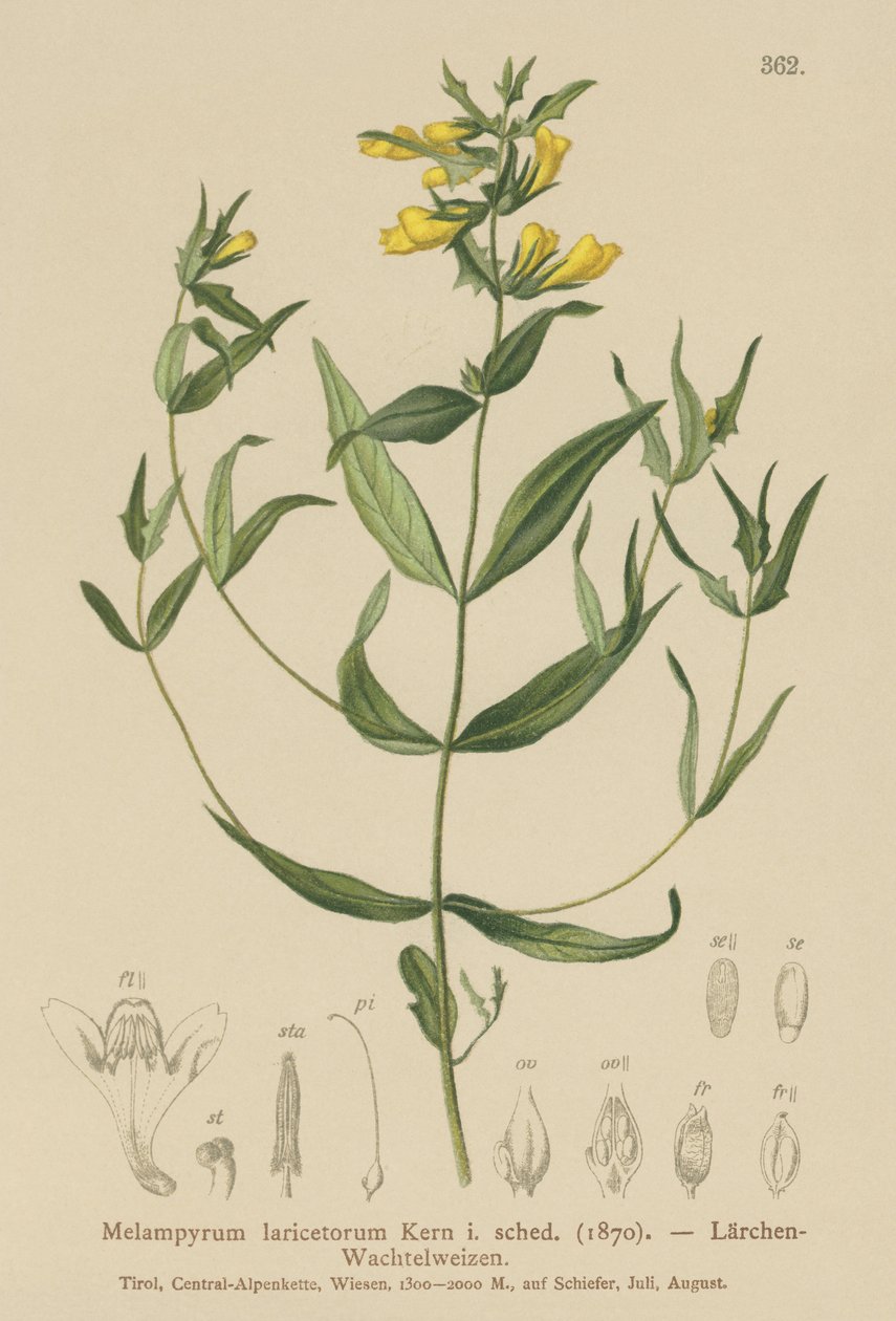 小牛小麦（Melampyrum laricetorum、Melampyrum carpathicum、Melampyrum sylvaticum） 作： ドイツ語学校
