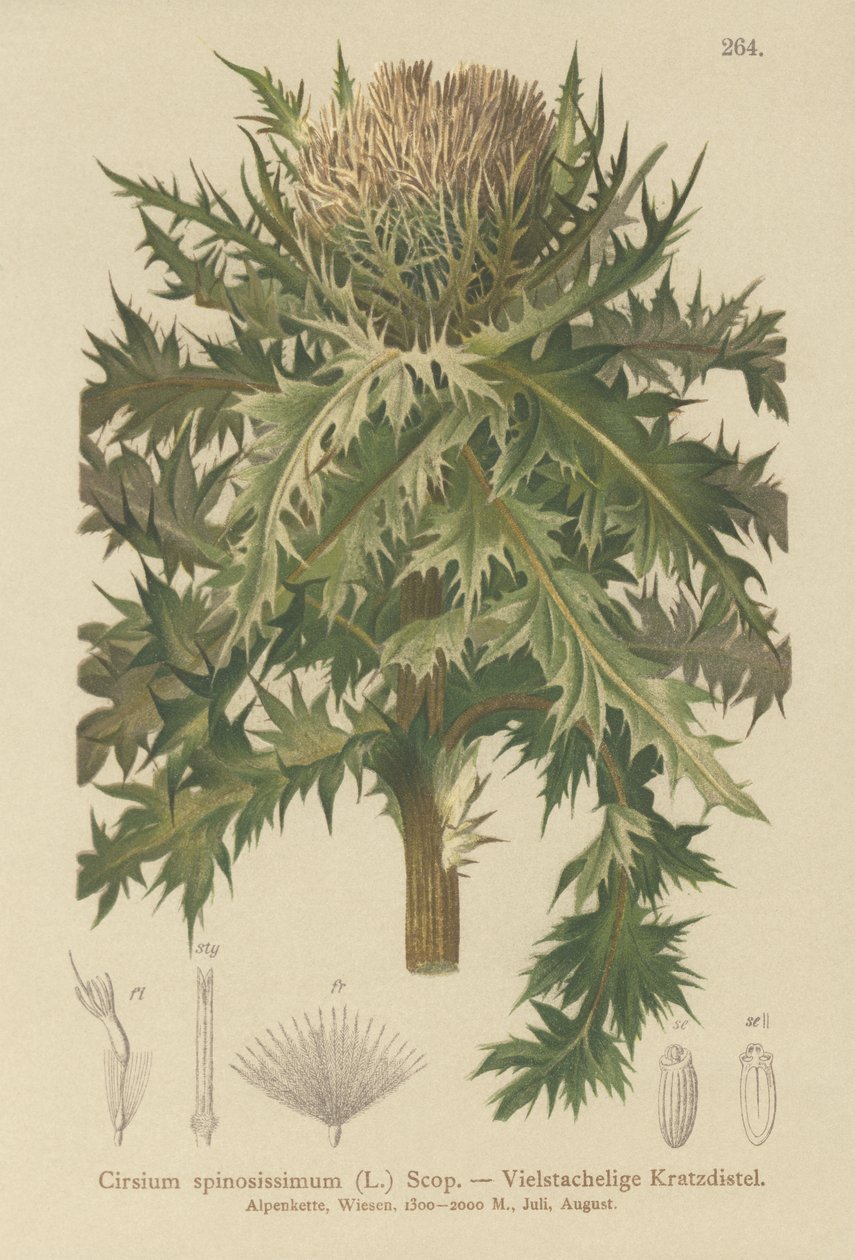 とげのあるアザミ（Cirsium spinosissimum） 作： ドイツ語学校