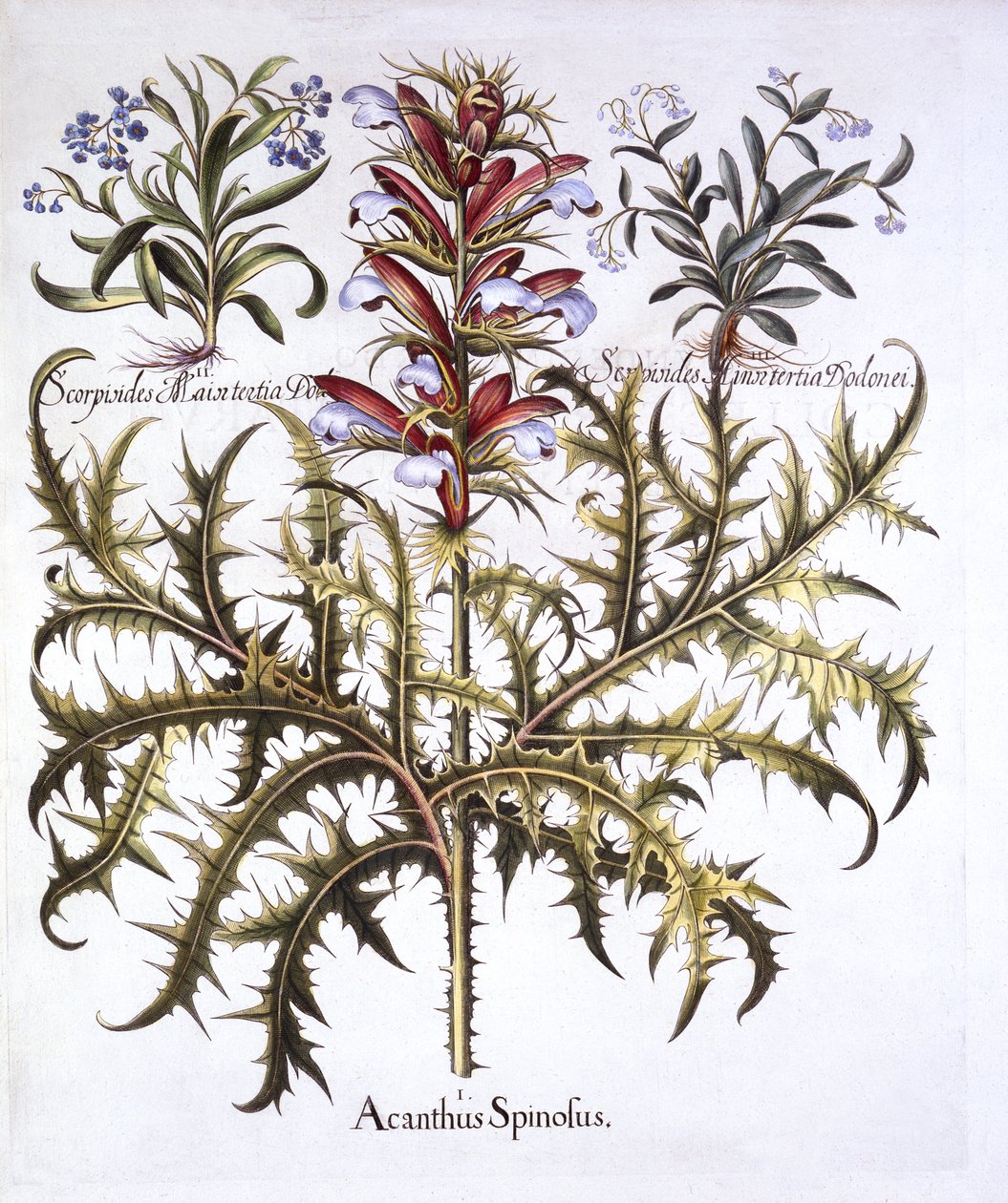 とげのあるクマのブリーチとワスレナグサ、Hortus Eystettensis、Basil Besler（1561-1629）、パブ。 1613（手描きの彫刻） 作： ドイツ語学校