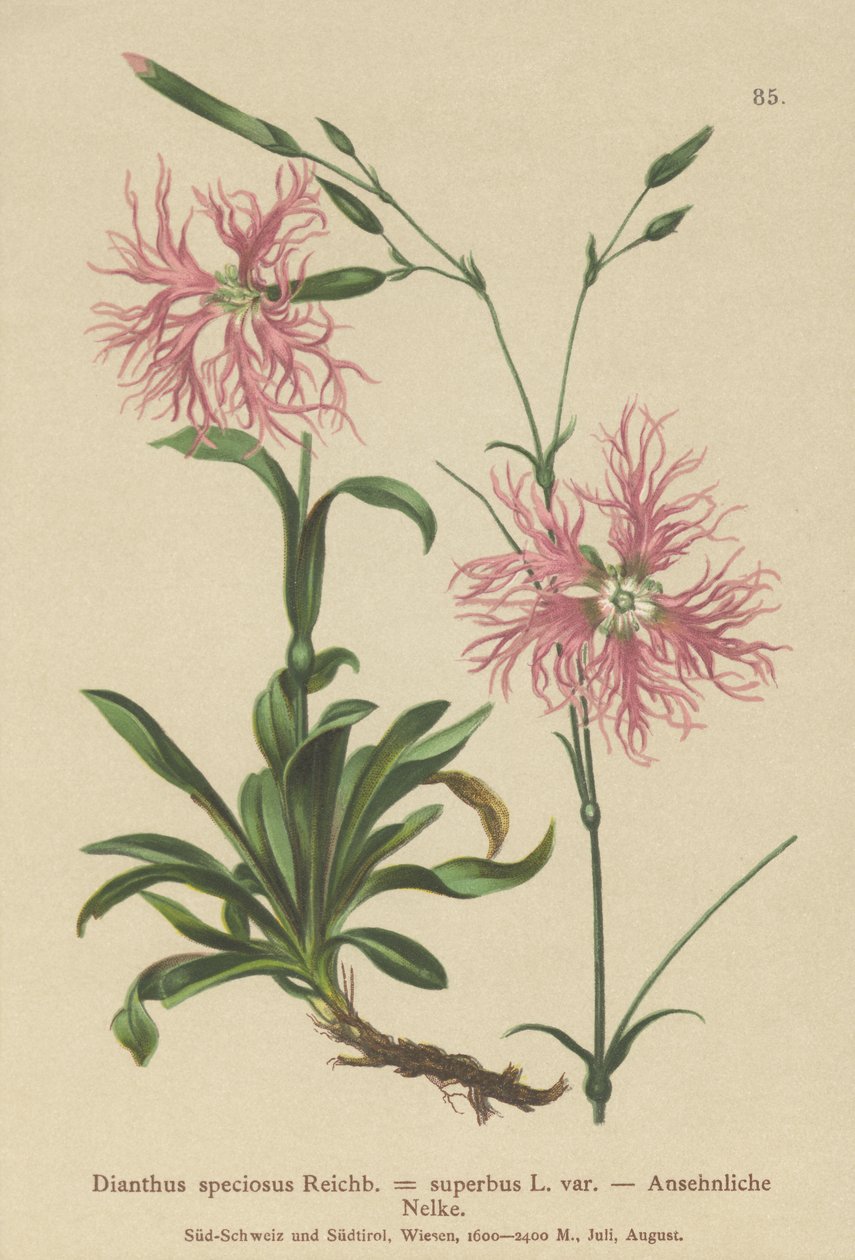 見事なピンク（Dianthus speciosus、Dianthus superbus） 作： ドイツ語学校