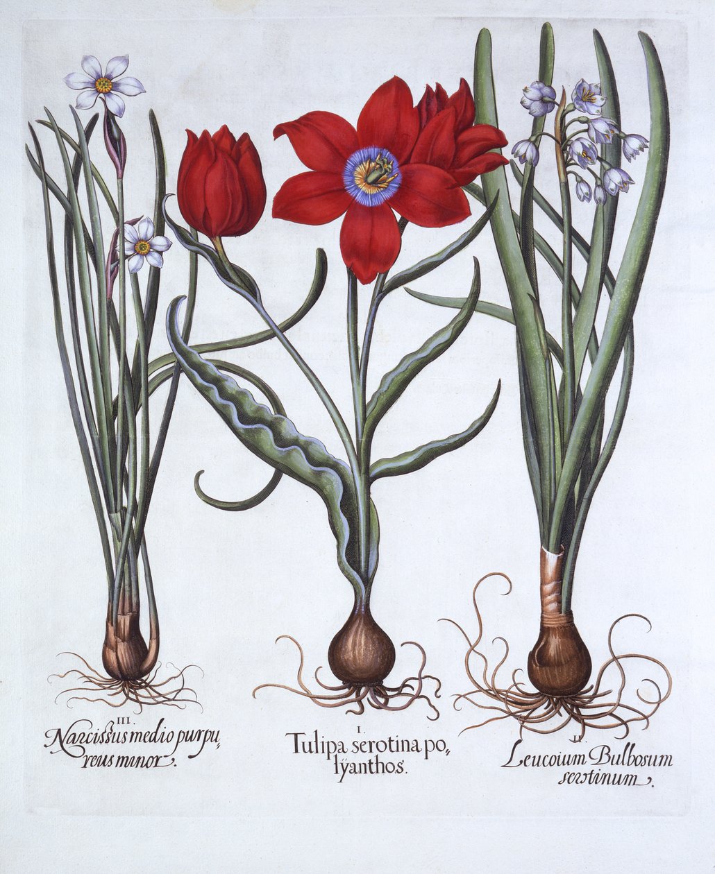 チューリップ、春のスノーフレーク、水仙、Hortus Eystettensis、Basil Besler（1561-1629）、パブ。 1613（手塗りの彫刻） 作： ドイツ語学校