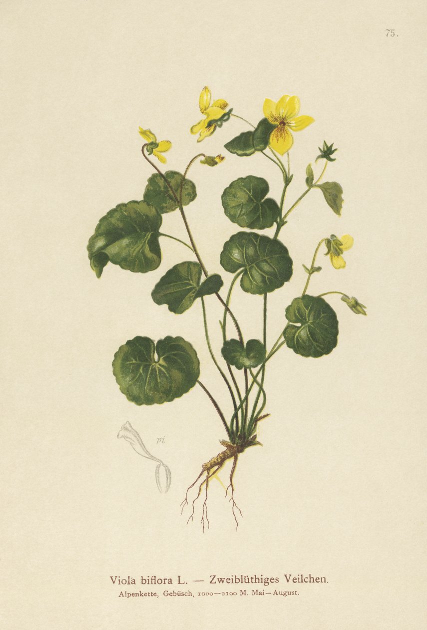 二花紫（Viola biflora） 作： ドイツ語学校