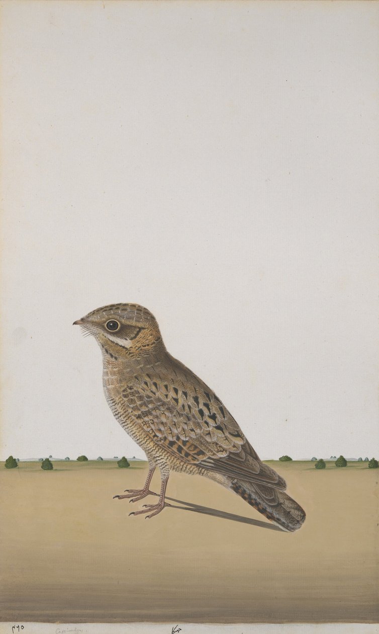 一般的なインディアンナイトジャー、c.1780（紙に不透明なトイレ） 作： インドの学校