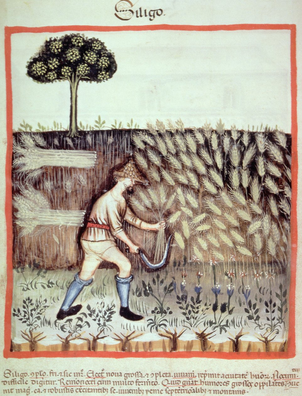 Fol.46v冬の穀物を集めて、Tacuinum Santiatis Codex Vindobonensisのイラスト 作： イタリア語学校