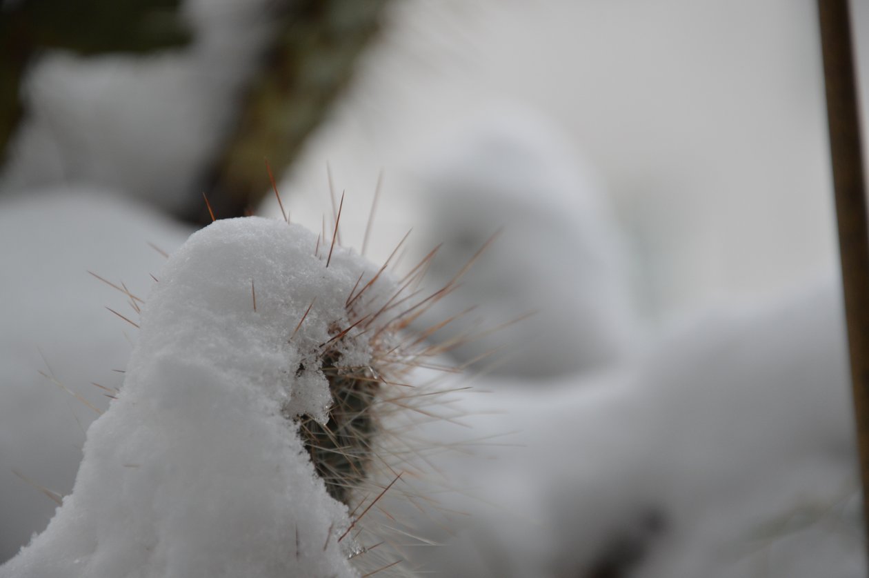 冬のサボテン 作： 