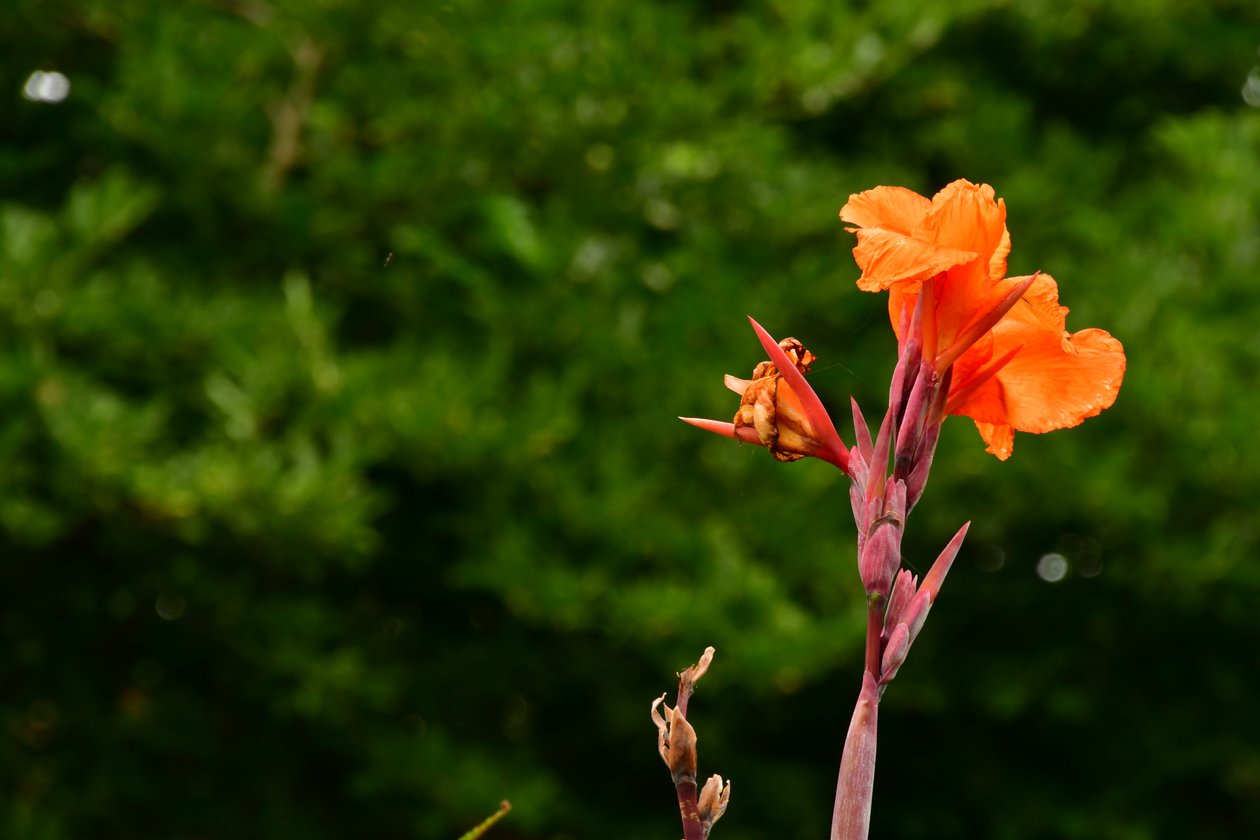 柔らかな自然の風景と芸術的な背景を背景に、咲き誇るバラ。 作： 