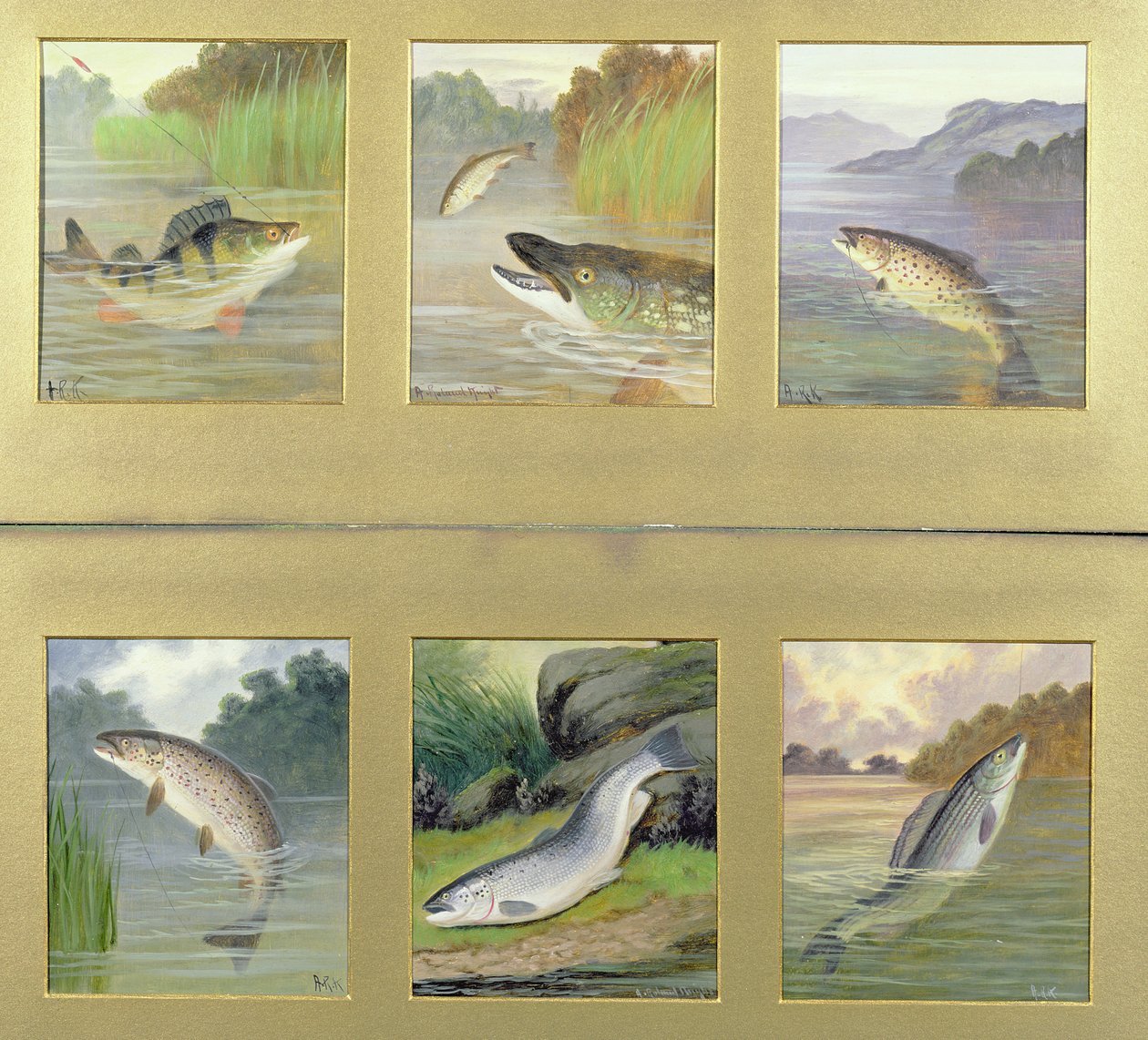 魚の絵の選択 作： A.ローランドナイト
