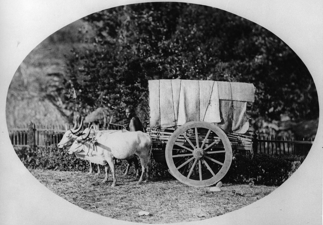 インドの牛車、1886年頃（bw写真） 作： ATWペン