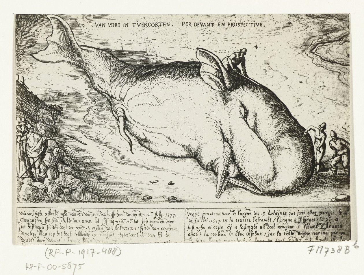 1577 年 7 月 2 日、アントワープ近郊に打ち上げられたクジラの版画 作： AB van Deinse