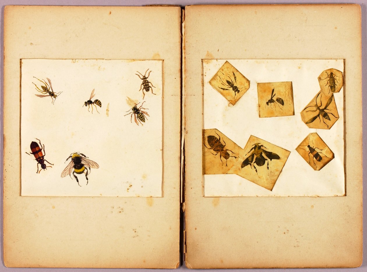 INSEKTEN--Farbig (Beste Hummeln...), Studienmappe für das Buch Concealing Coloration in the Animal Kingdom 作： アボット・ハンダーソン・セイヤー