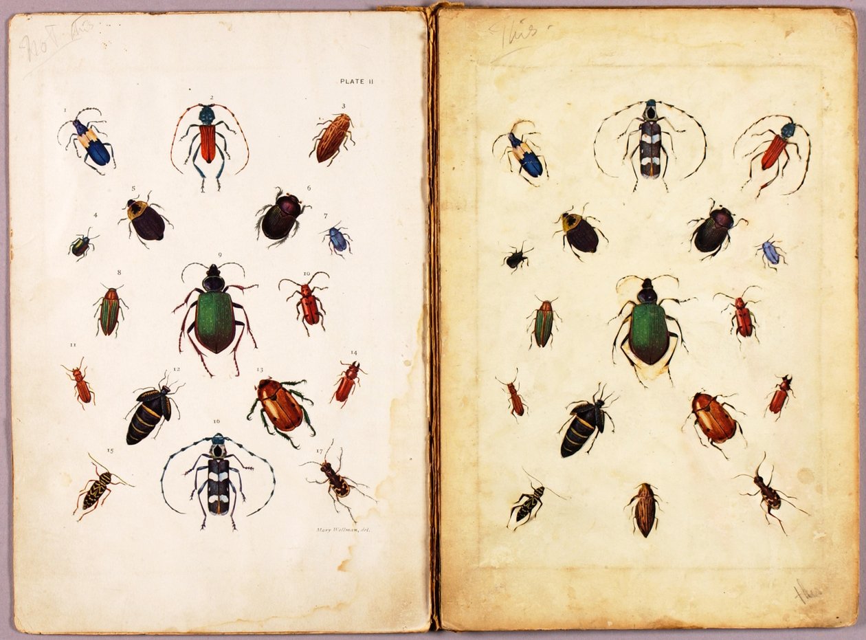 昆虫――色鮮やかな甲虫、風景、『動物界における擬態』という書籍のための研究資料フォルダ 作： アボット・ハンダーソン・セイヤー