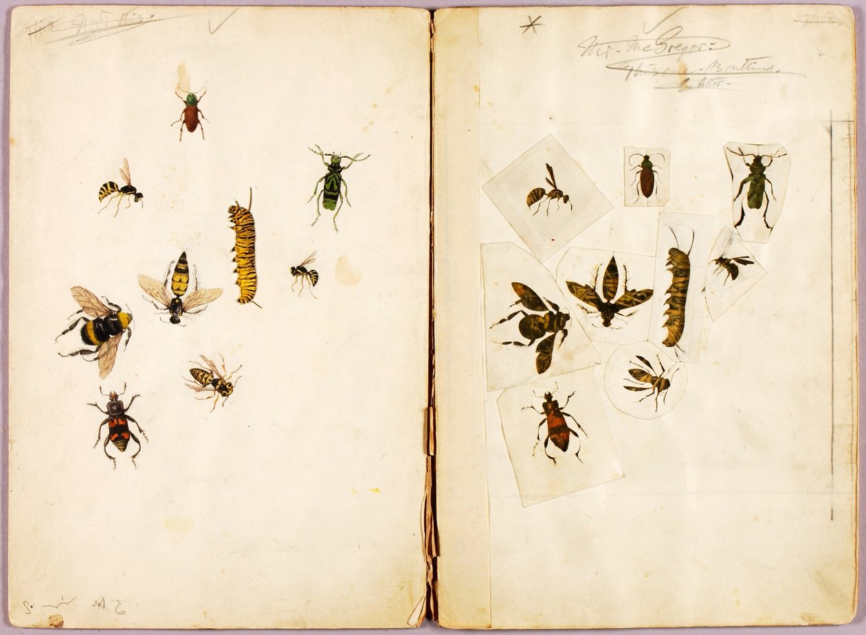 昆虫 - 彩色、書籍『Concealing Coloration in the Animal Kingdom』のための習作フォルダー 作： アボット・ハンダーソン・セイヤー