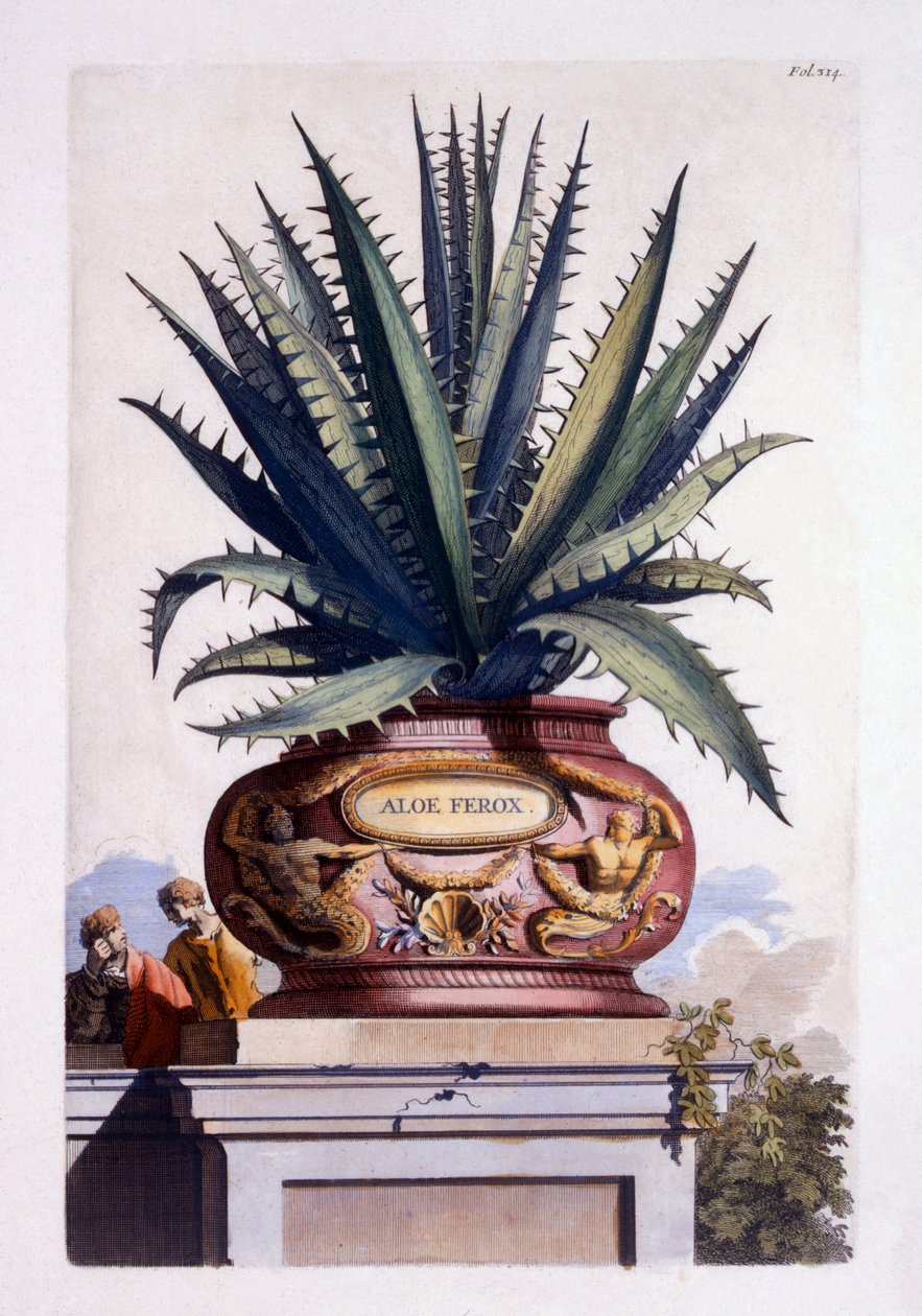 &39;Phytographia Curiosa&39;のアロエフェロックスが1702年に出版 作： エイブラハム・マンティング