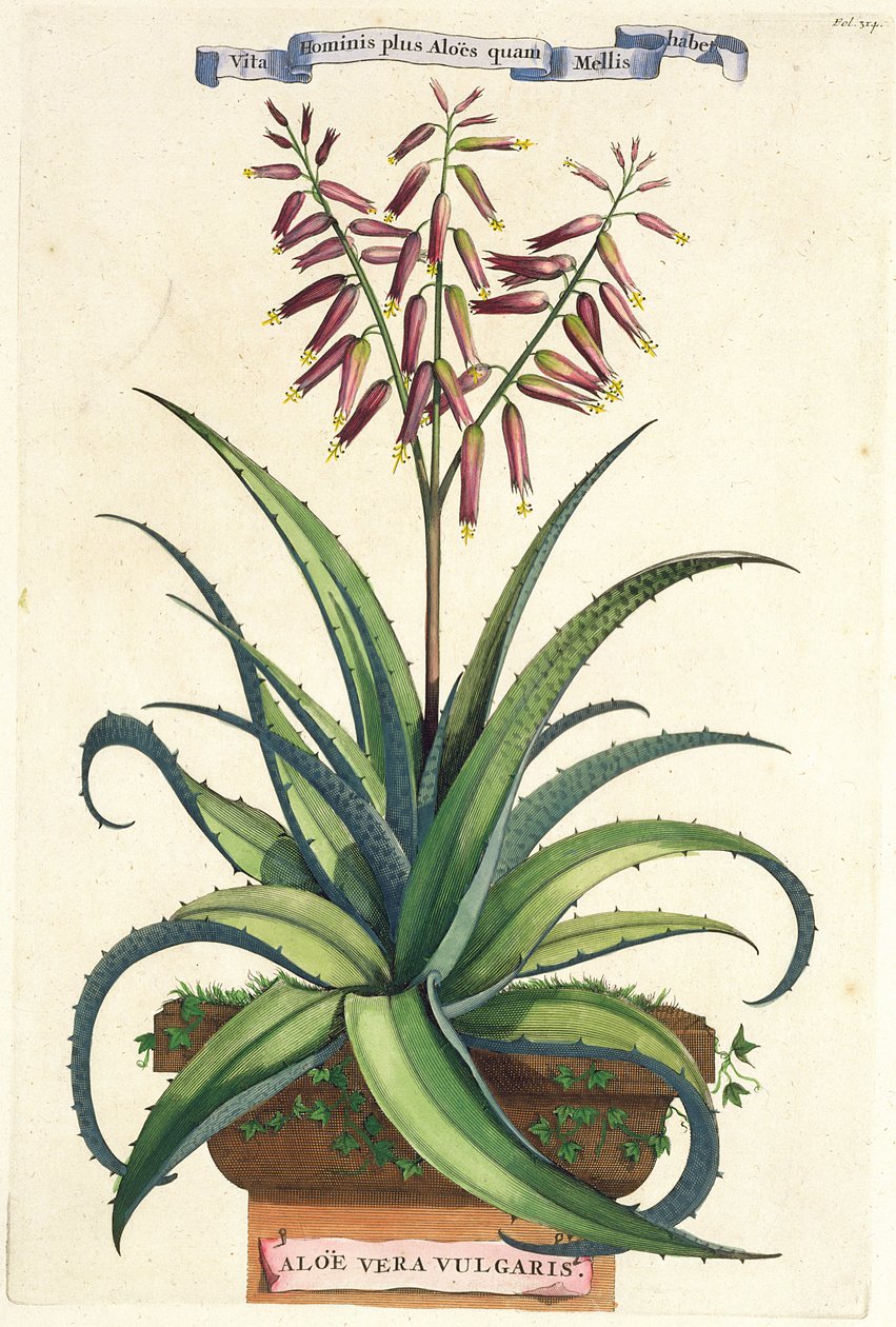 &39;Phytographia Curiosa&39;のアロエベラ尋常性、1702年公開 作： エイブラハム・マンティング