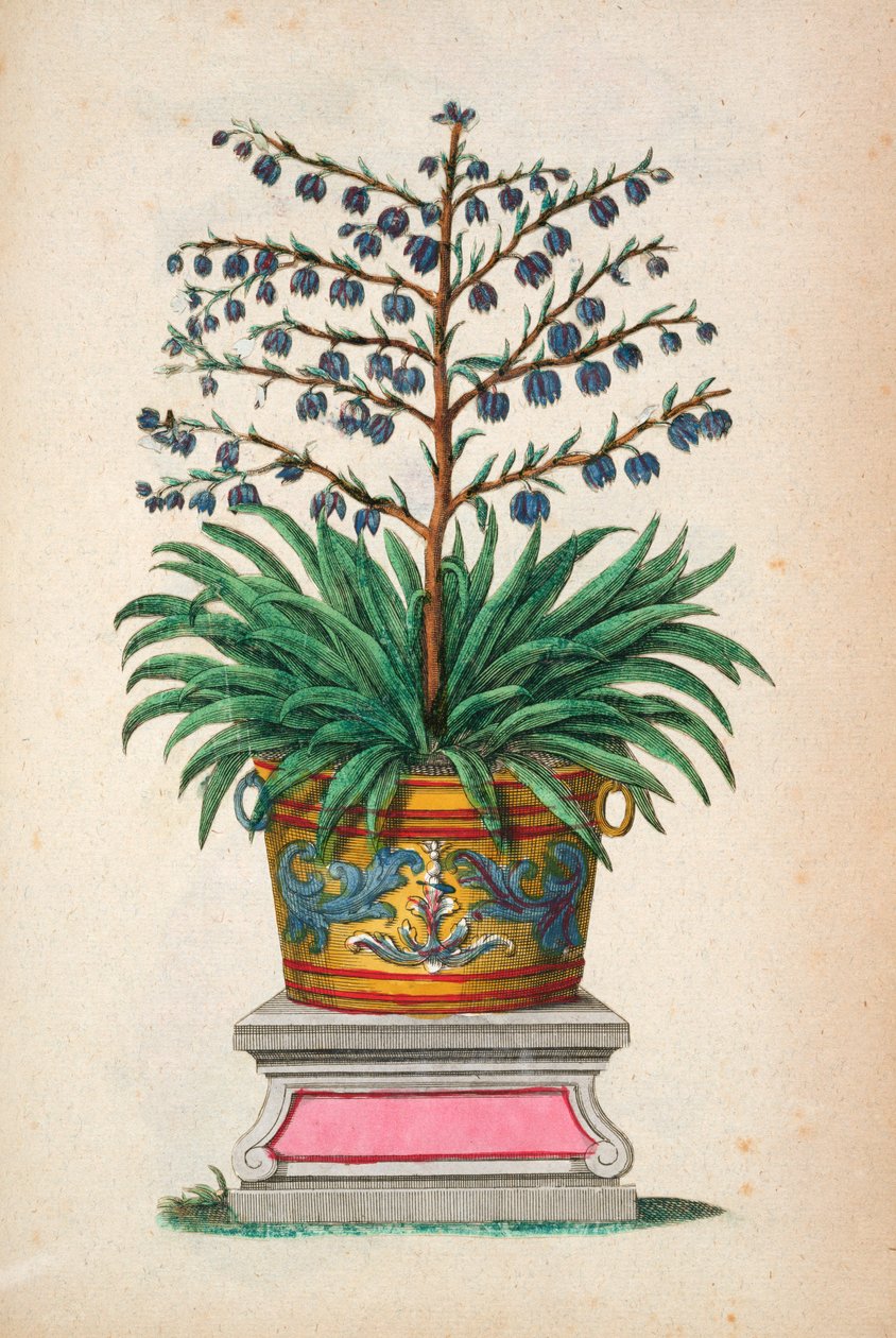 &39;Phytographia Curiosa&39;の顕花植物、1702年発行 作： エイブラハム・マンティング