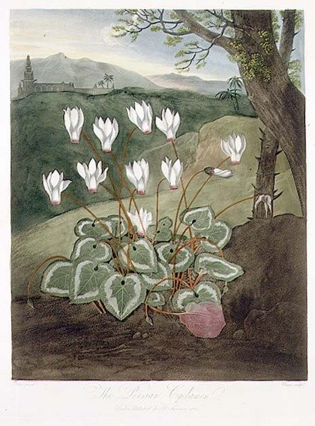 ロバート・ソーントンの「The Temple of Flora」（1804年）に掲載されたペルシャ・シクラメンの彫刻。1804年（カラーリトグラフ）。 作： アブラハム（後）ペザー