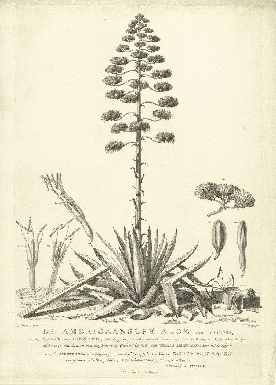 開花したアメリカンアロエ、1757年 クルシウスのアメリカのアロエ、またはリンネのリュウゼツラン (...) 1757 年の夏に咲いた Jac: Schuurmans Stkehooven、ライデンの花屋 (オブジェクトのタイトル) 作： アブラハム・デルフォス
