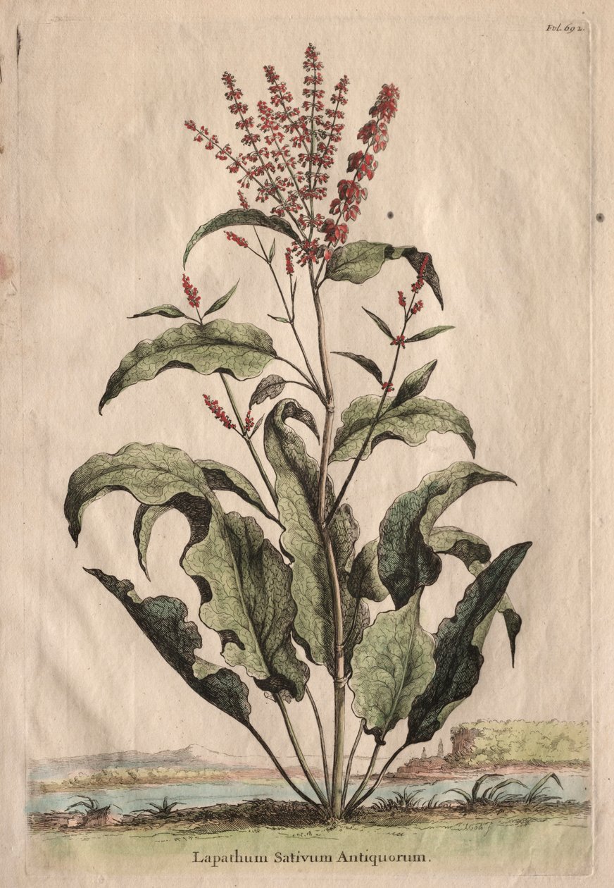 Phytographia好奇心が強い、Lapathum Officin Antiquorum。 作： エイブラハム・マンティング