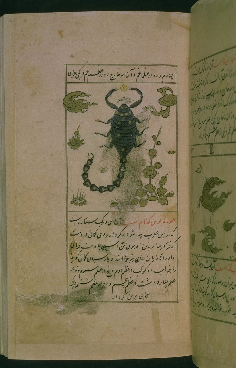 星座：蠍座、サソリ、Talim dar marifat i taqvuim、1498（903 Hijra）（インク） 作： アブジャファルアルタバリ