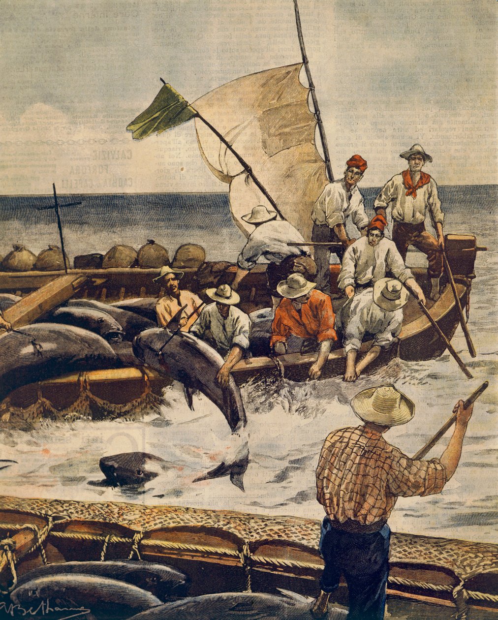 サルデーニャ島ピアナでのクロマグロ漁、Achille Beltrame（1871-1945）によるもの、1900年6月30日のLa Domenica del Corriereより。 作： アキレ・ベルトラーメ