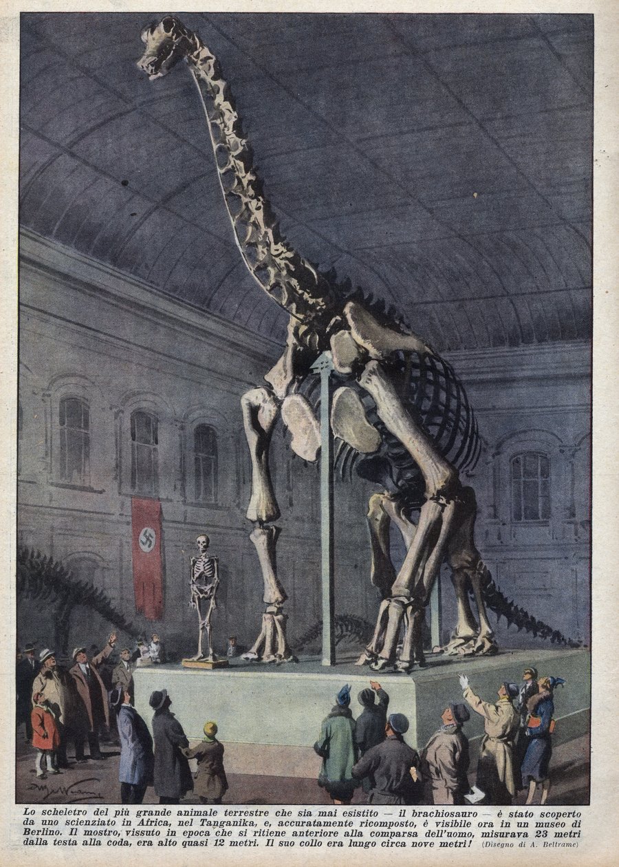 アフリカで発見されたブラキオサウルスの骨格がドイツ・ベルリンの博物館に展示される。1937年12月12日の "La domenica del corriere "に掲載されたアキレス・ベルトラメのイラスト。 作： アキレ・ベルトラーメ