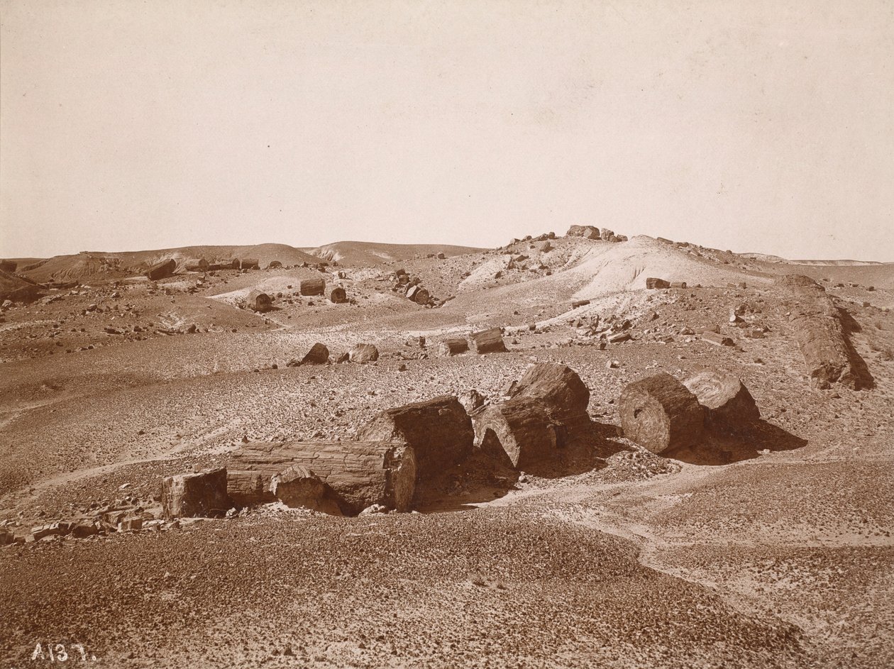 ペトリファイド・フォレストにて（全景、ミドル・パーク）1895-1897年頃（写真） 作： アダム・クラーク・ヴロマン