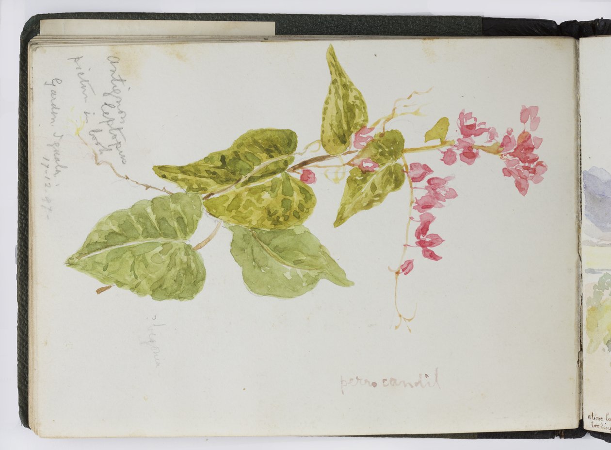 水彩画のスケッチブック、ドローイングとノート、メキシコ,1896-1898（水彩画 作： アデラ・ブレトン