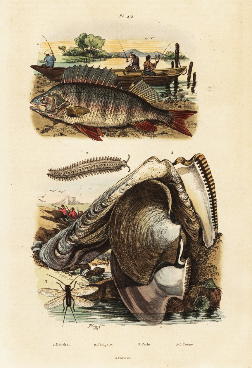パーチ、アコヤガイ、ベルベット ワーム、クサカゲロウ、1834-1839 年 (彫刻) 作： アドルフ（後）フライドポテト