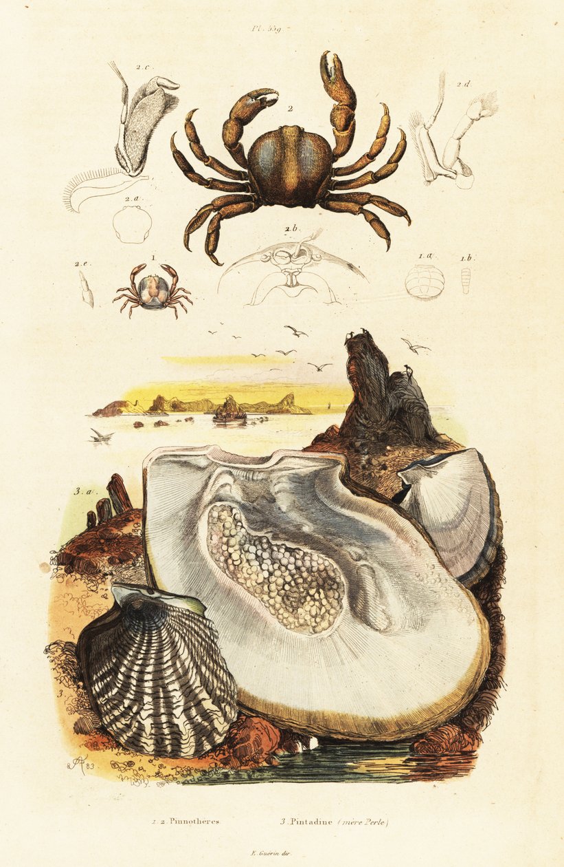 カニとアコヤガイ、1834-1839 (彫刻) 作： アドルフ（後）フライドポテト