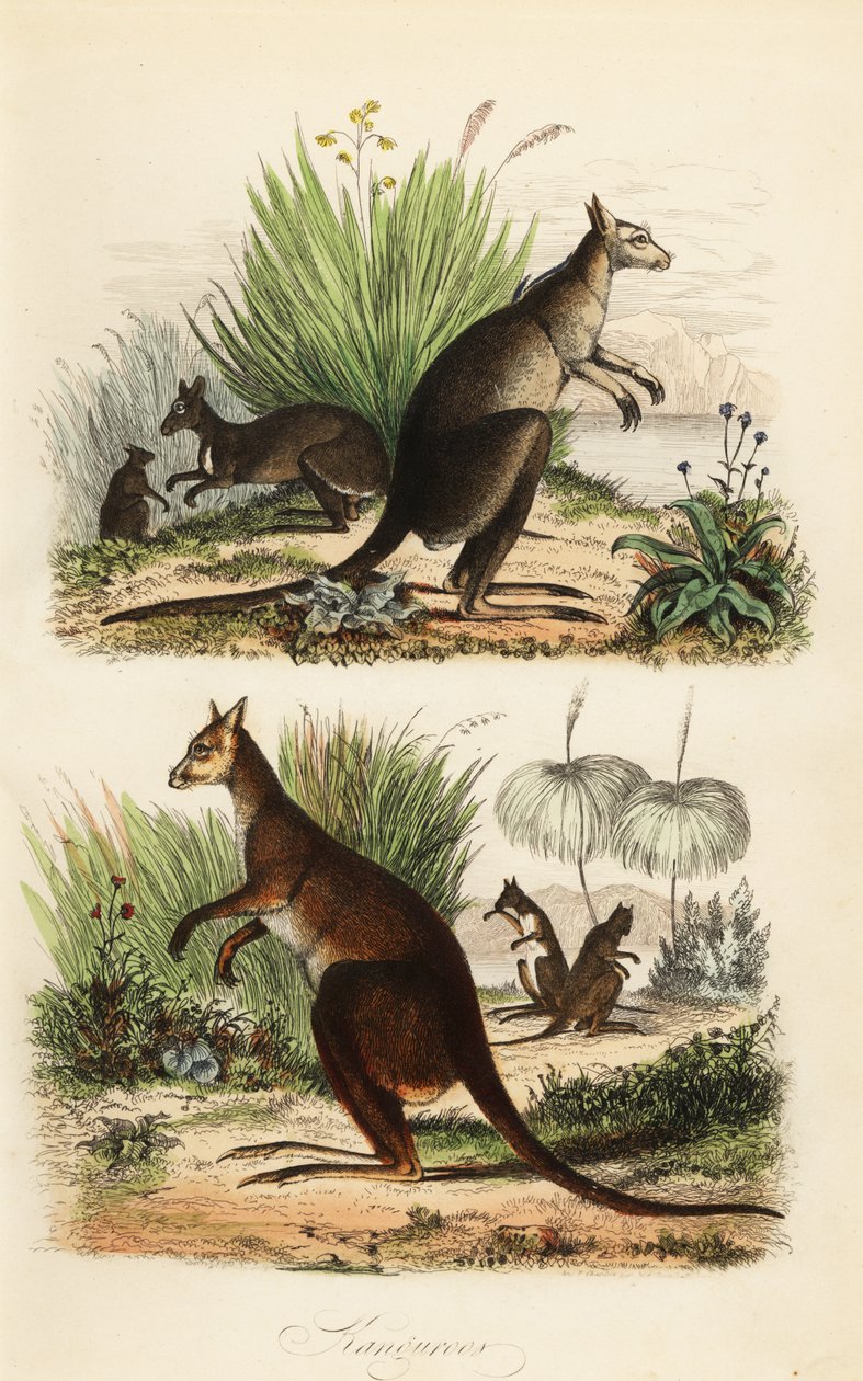 レッド カンガルー、Macropus rufus (下)、イースタン グレイ カンガルー、Macropus giganteus (右上)、ダスキー ワラビー、Thylogale brunii (左上) 作： アドルフ（後）フライドポテト