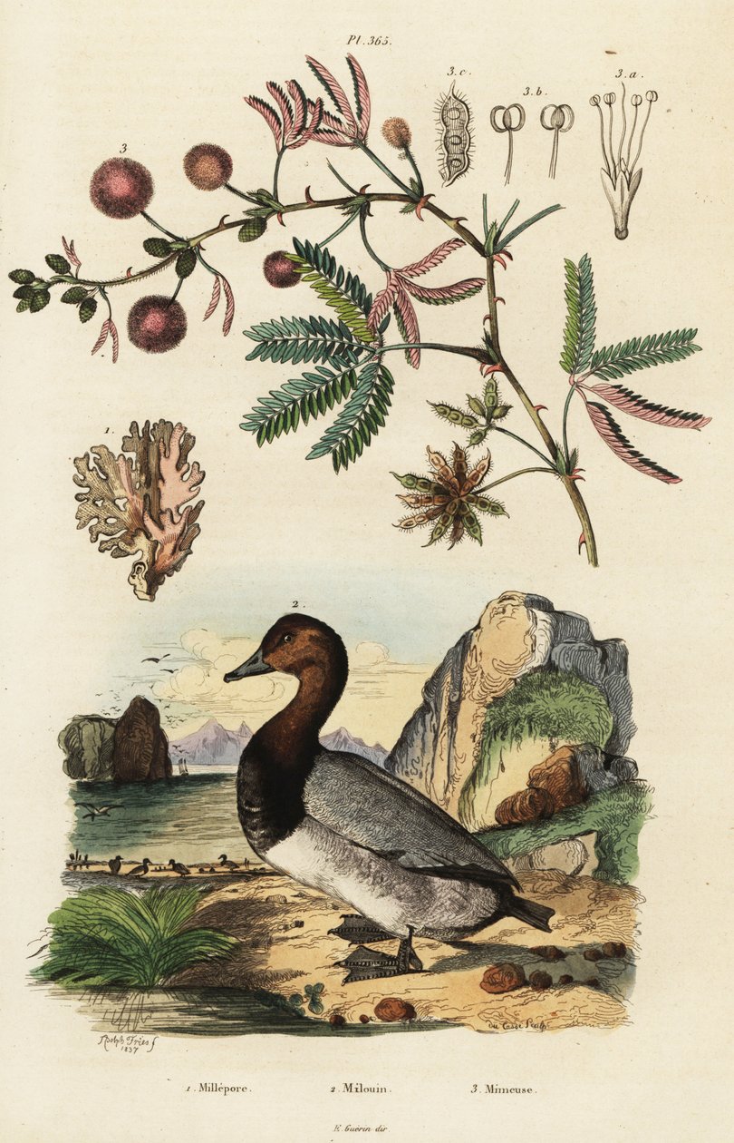 シージンジャー、ハシボソ、センシティブな植物。 ,1834-1839 (彫刻) 作： アドルフ（後）フライドポテト