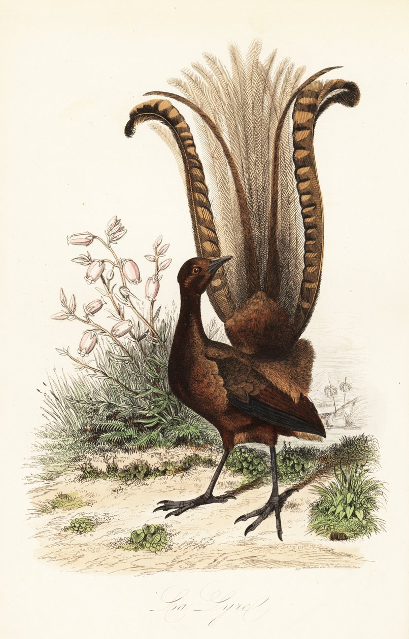 見事なコトドリ、Menura novaehollandiae、la Lyre、偽ツツジ、Menziesia ferruginea 作： アドルフ（後）フライドポテト