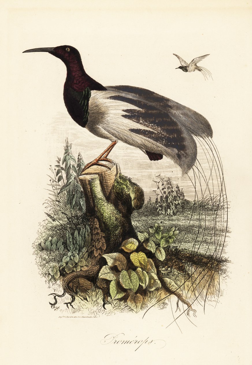 12 線の極楽鳥、Seleucidis melanoleucus 作： アドルフ（後）フライドポテト