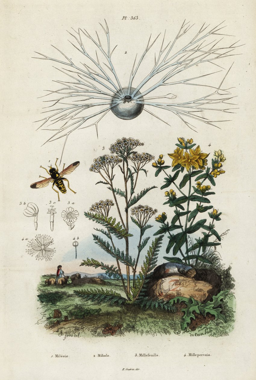 ノコギリソウ、セントジョンズワート、有孔虫、ハナアブ、1834-1839 (彫刻) 作： アドルフ（後）フライドポテト