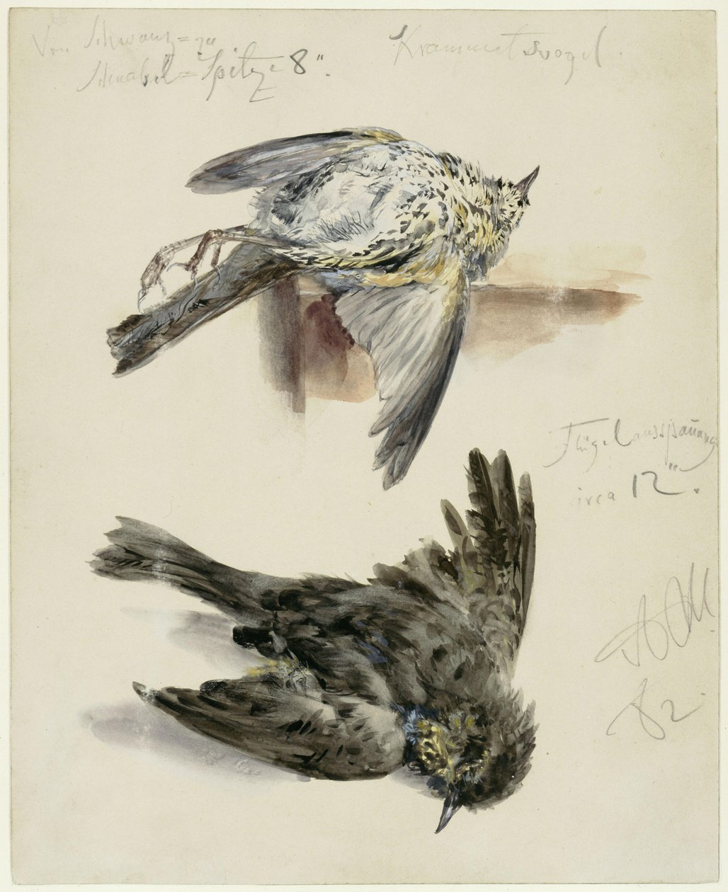 死んだクランメッツ鳥の2つの視点からの写真 作： アドルフ・メンゼル