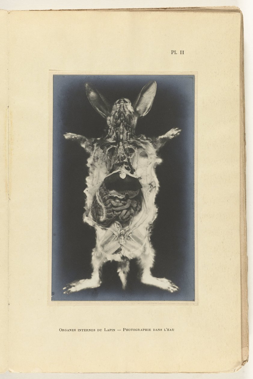内臓をむき出しにして切り開いたウサギ Organes internes du lapin - Photography dans l