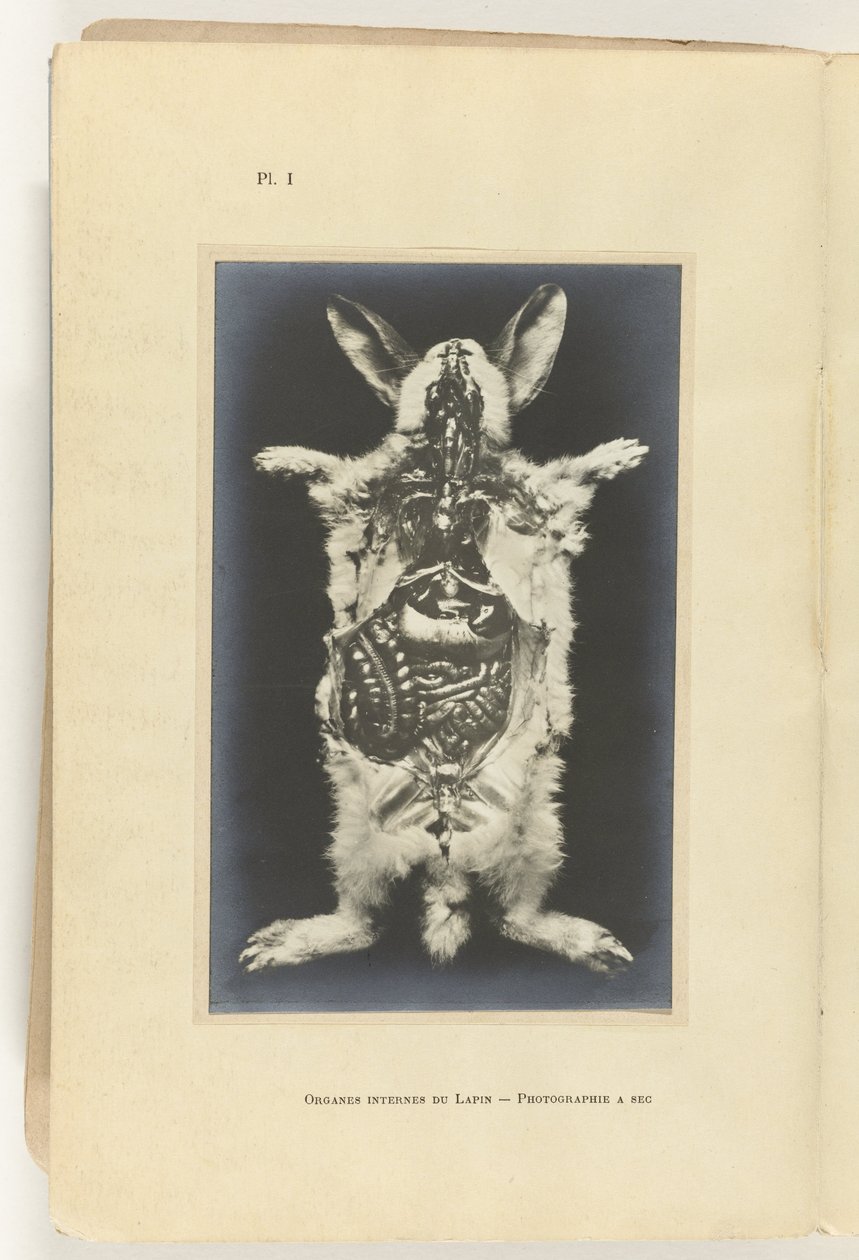内臓をむき出しにして切り開いたウサギ Organes internes du lapin - 写真の秒 作： アドルフ・ルイス・ドナデュー