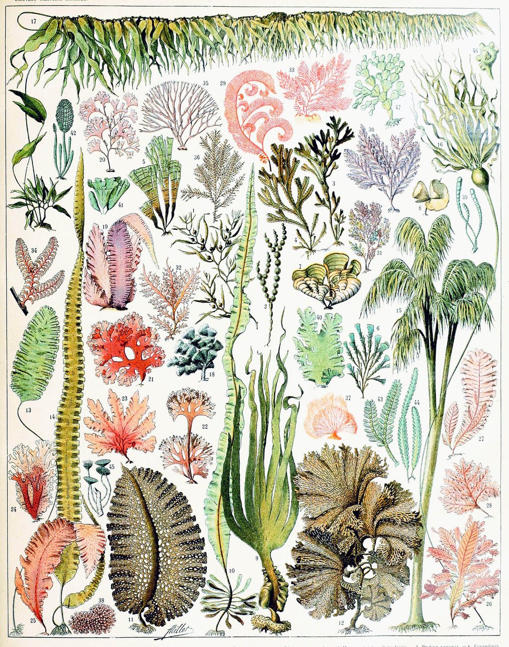 藻と海藻c.1923のイラスト 作： アドルフ・フィリップ・ミロー