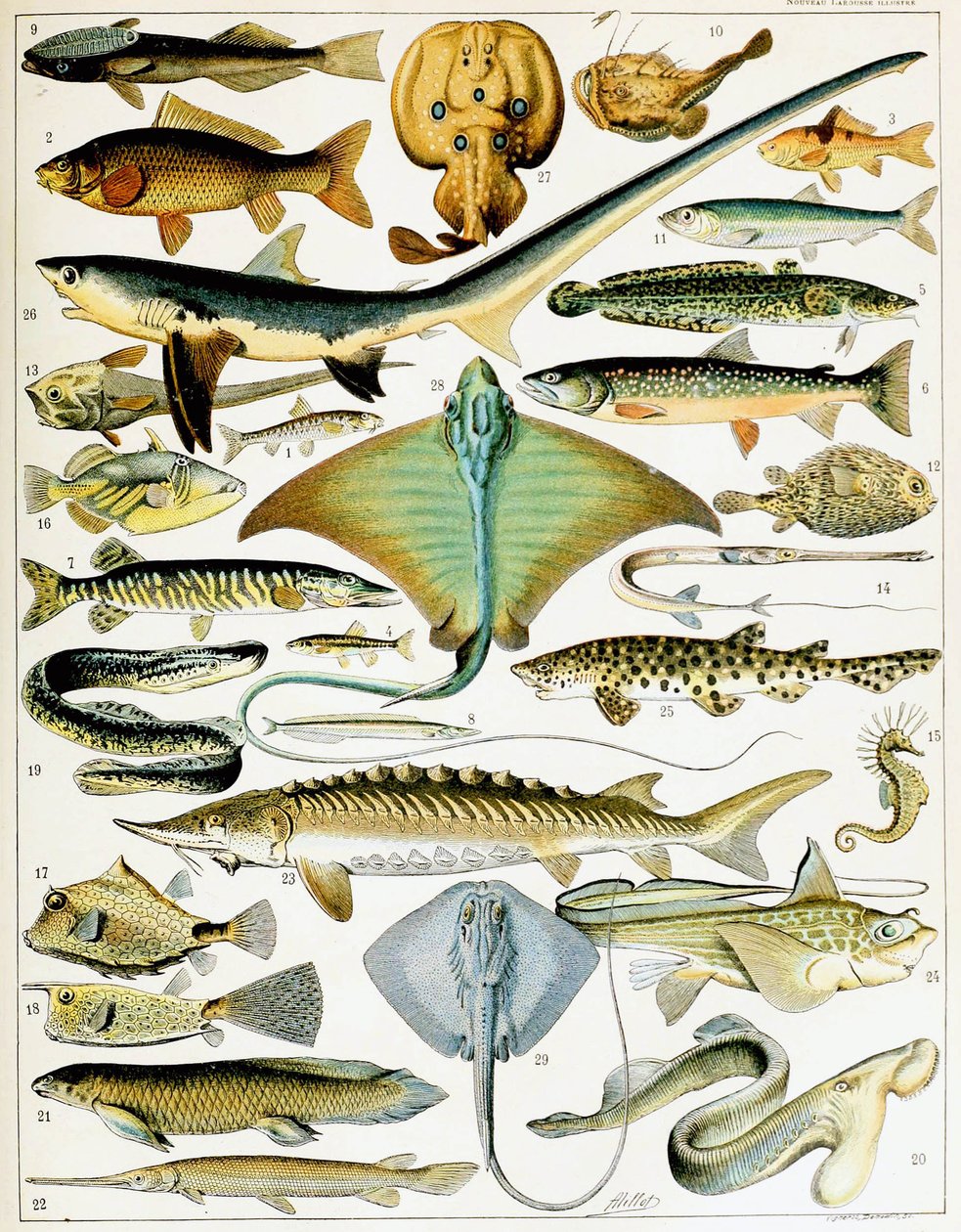 魚のイラスト 1923年頃（リトグラフ 作： アドルフ・フィリップ・ミロー