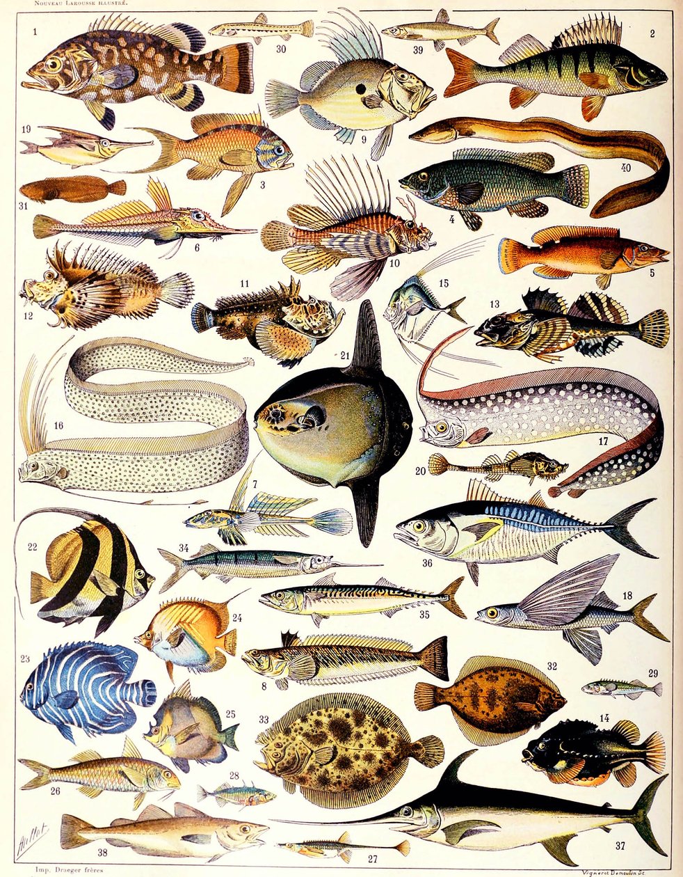 海産魚のイラストc.1923 作： アドルフ・フィリップ・ミロー