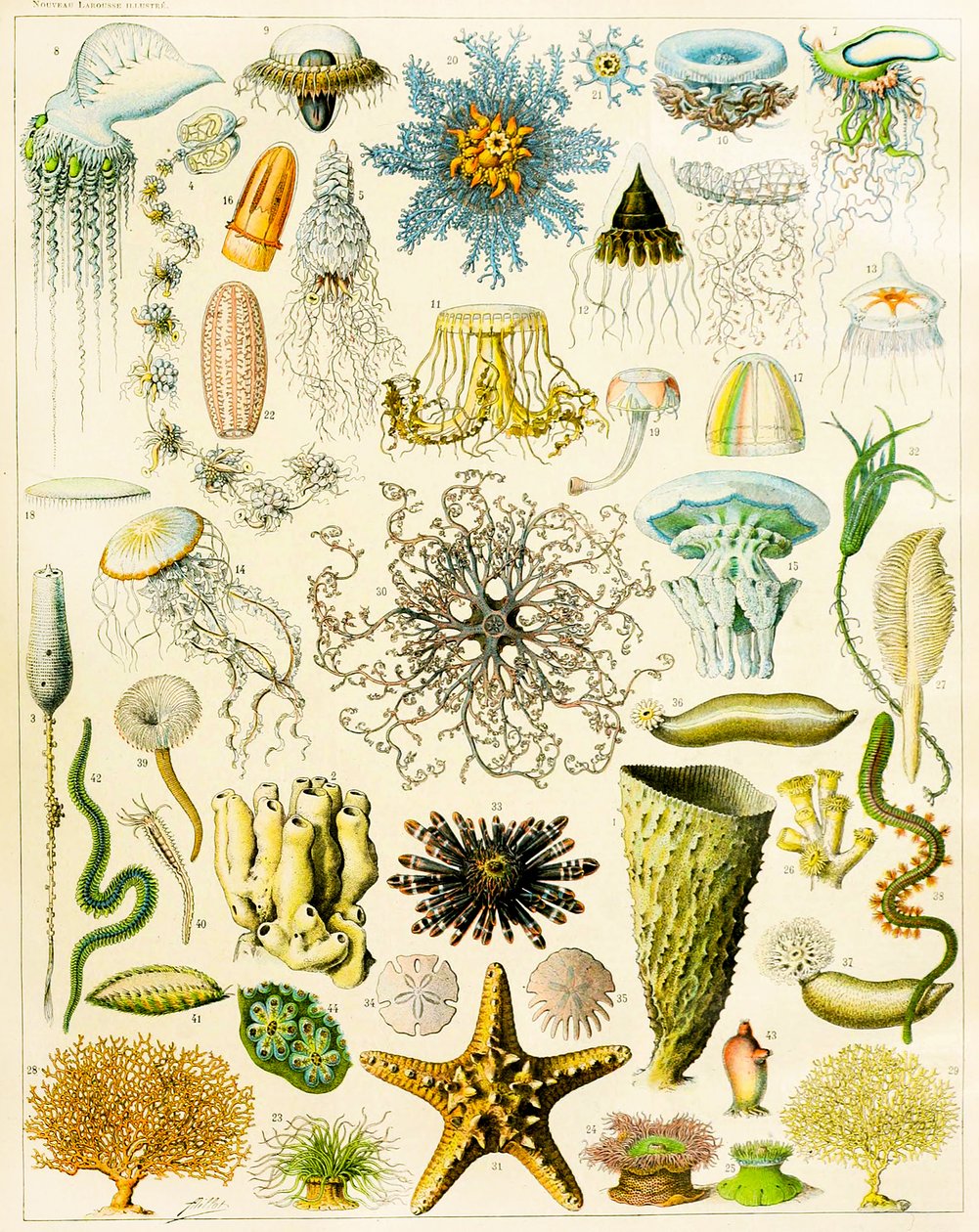 海洋生物のイラストc.1923 作： アドルフ・フィリップ・ミロー